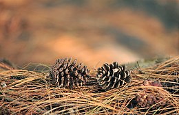 Pinus maximinoi