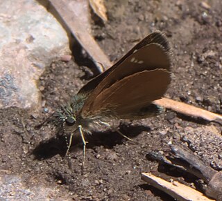 <i>Piruna pirus</i> Species of butterfly