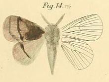 Pl. 1-14-Lasiocampa distantii = Euwallengrenia redukta (Walker, 1855) .JPG