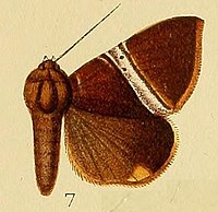 Pl.225-07-Dysgonia rectivia (Hampson, 1913) (Parallelia).JPG