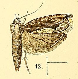 Ancylis oculifera