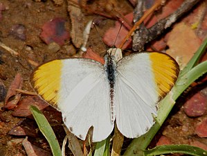 Plain Orange Tip Colotis eucharis (male) (4079158837).jpg