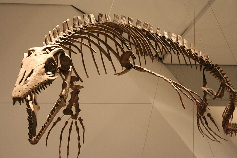 File:Platecarpus ROM.jpg