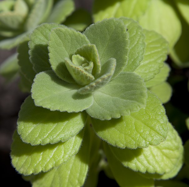 File:Plectranthus, Jardín Botánico, Múnich, Alemania 2012-04-21, DD 01.JPG