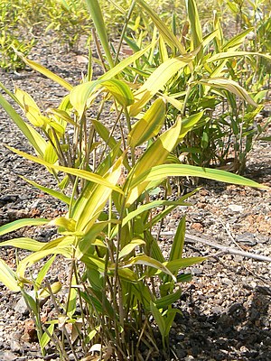 Pleioblastus viridistriata i Parc de Vallparadís, Terrassa, Spanien