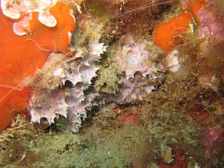 Dysideidae family of sponges