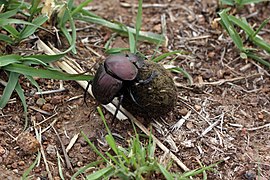 The beetle climbs onto the ball