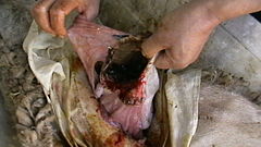 Internal view of fetal sac, before resection of distal necrotic part.