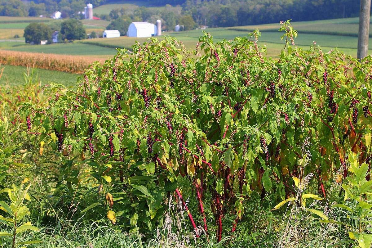 pokeweed poisoning dog