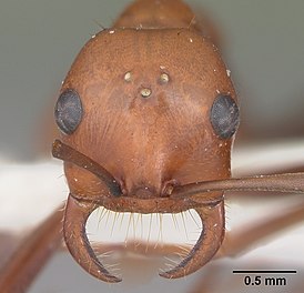 Polyergus lucidus