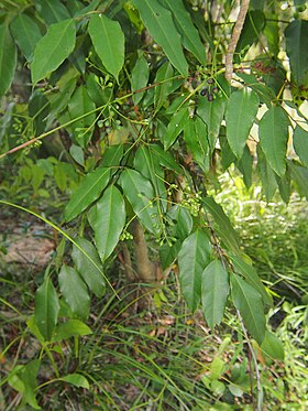 Polyscias Australiana: Loài thực vật