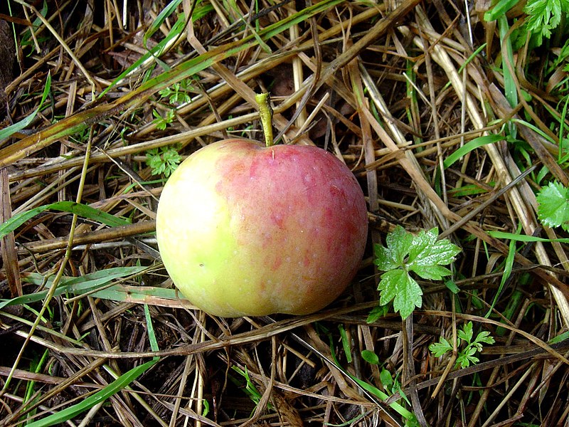 File:Pomme-.jpg