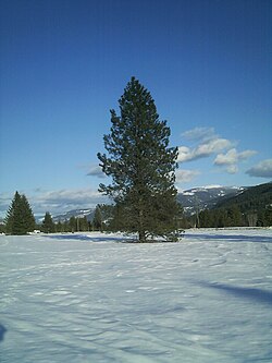 Ponderosa Pine, Pinus ponderosa.jpg