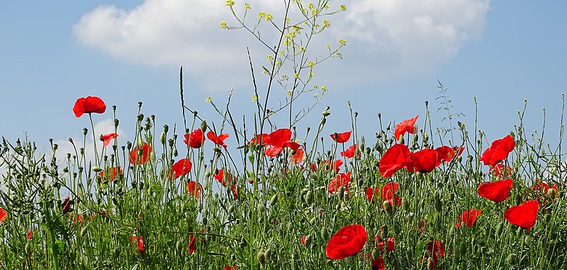 File:Poppies in Flanders 18.jpg