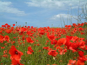 Moonkoop (Papaver rhoeas)