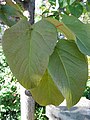 The leaves of P. lasiocarpa