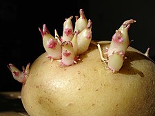 Potato sprouts.jpg