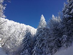 Forêt enneigée le long de la piste de ski de fond de Prat Peyrot, mont Aigoual.