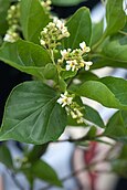 leaves and flowers of Premna microphylla