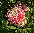 Protea obtusifolia Holiday Red 2.jpg
