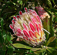 Protea obtusifolia 'Holiday Red'