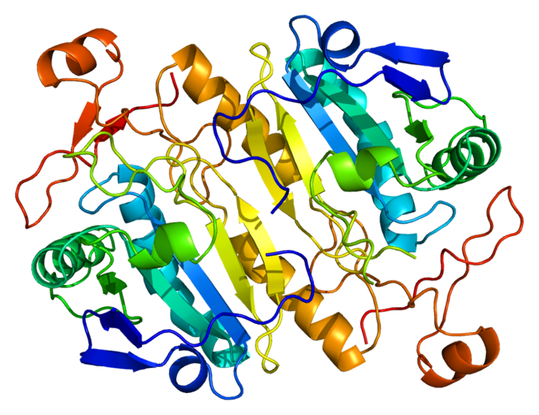 File:Protein PRDX6 PDB 1prx.png