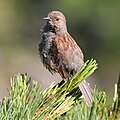 on Pinus pumila Mount Haku