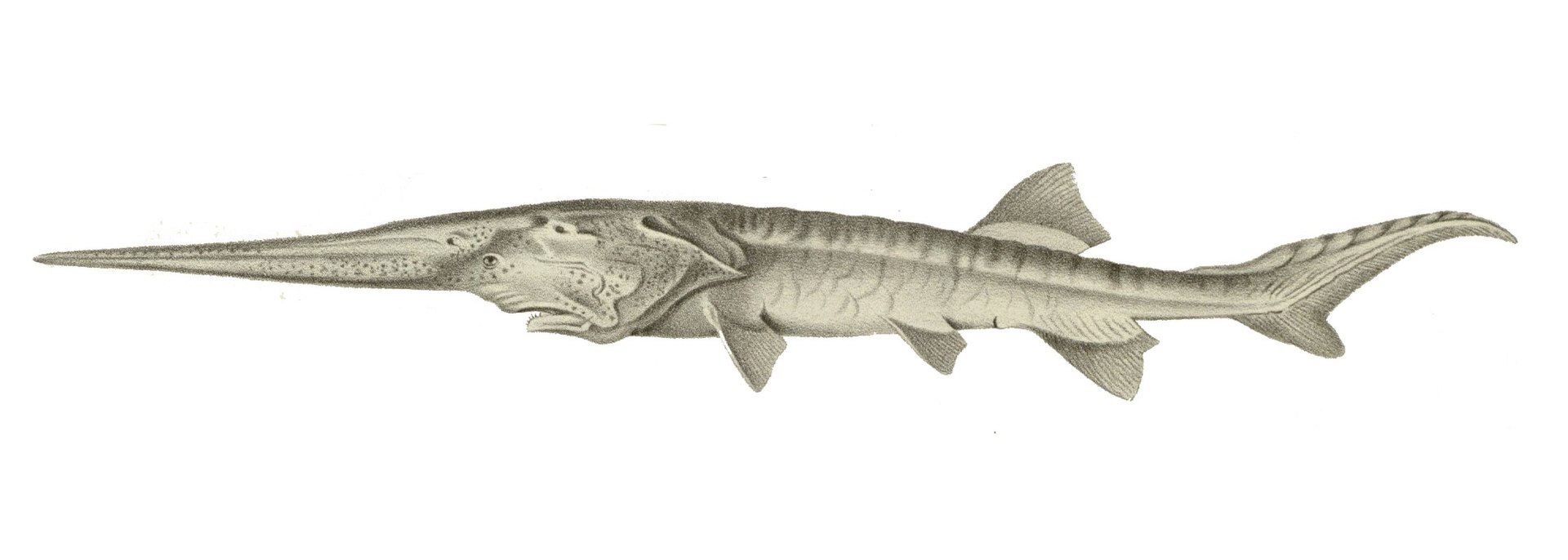 Psephurus gladius (flipped).jpg