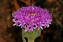 Pseudopegoletta tenella flower