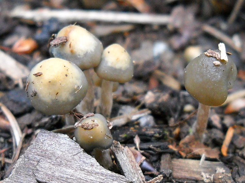 File:Psilocybe baeocystis 116658.jpg