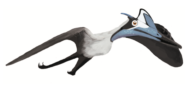 File:Pterodactylus BMMS7 life.png