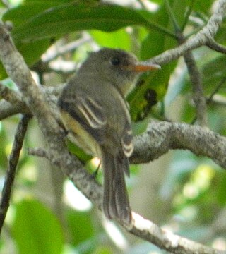 <span class="mw-page-title-main">Lesser Antillean pewee</span> Species of bird