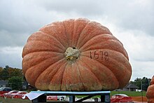 1,678 pounds (761 kg) pumpkin entered by Jane and Phil Hunt in the 2009 Port Elgin Pumpkinfest