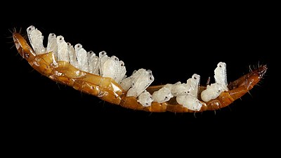 Võitja: Parasitoidi Paracodrus apterogynus nukud naksuri vastse tühjaks söödud kestas. Parasiteeritud traatuss leiti 27. augustil 2021 välitööde käigus Lõuna-Eestist. (Enno Merivee)