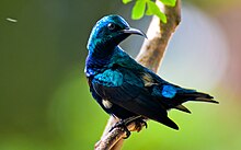 Purple Sunbird - Mascul (Cinnyris asiaticus) .jpg