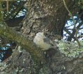 Thumbnail for File:Pygmy Nuthatch black throated green warbler.jpg