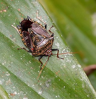 <i>Pygoda poecila</i> Species of stink bug