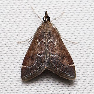 <i>Pyrausta napaealis</i> Species of moth