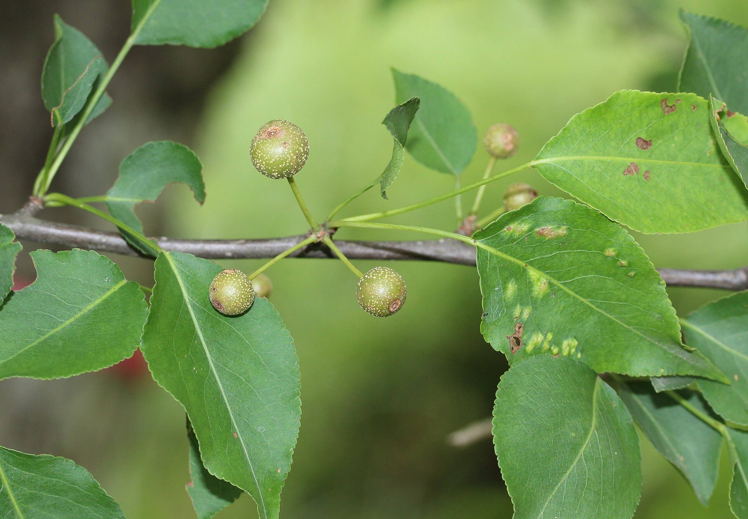 pyrus calleryana fruit