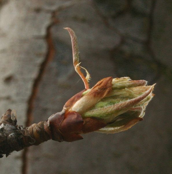 File:Pyrus communis bud 4p.jpg