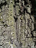 Thumbnail for File:Quercus agrifolia-4.jpg