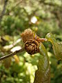 Quercus robur with gall (Andricus lignicola)