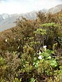 Growing in arctic/alpine Hebe scrub at Arthur's Pass