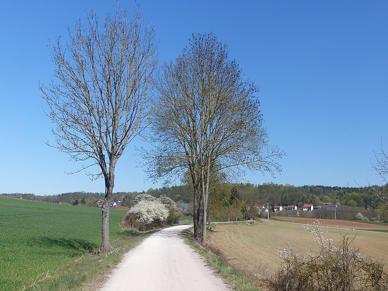 File:Radweg Amberg–Schmidmühlen 02.jpg