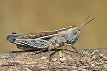 Ramburiella hispanica female.jpg