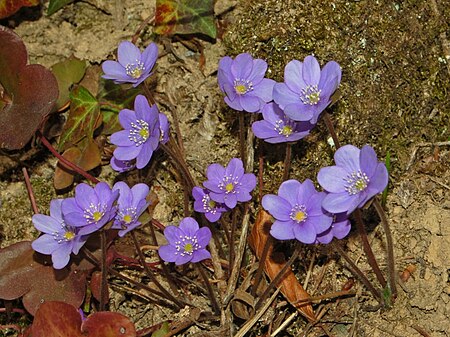 Ranuncolaceae - Anemone hepatica-2.JPG