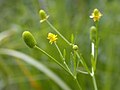 Français : Ranunculus sceleratus Marais de Villey-saint-Etienne (Meurthe-et-Moselle), France