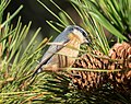 Thumbnail for File:Red-breasted nuthatch (91658).jpg