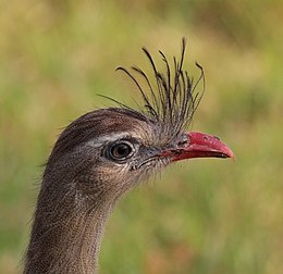 Seriema (Cariama cristata), uma ave que habita desde o Uruguai e os campos do sul do Brasil, até o Cerrado, o Pantanal e o sul da Amazônia, atingindo também o norte da Argentina. (definição 3 040 × 2 952)