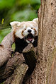 Red Panda (17172634419).jpg